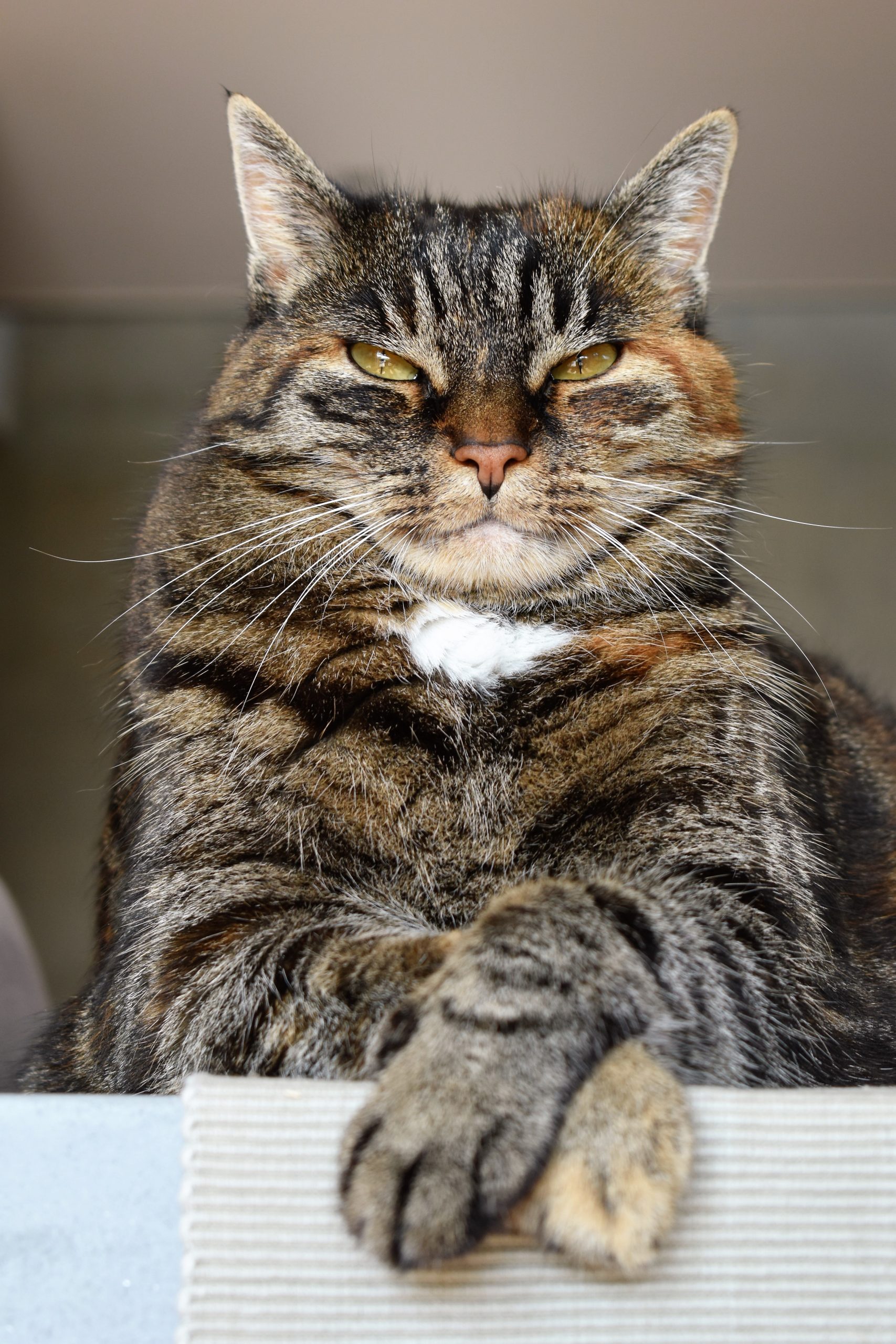 The Marvellous Old Cat
